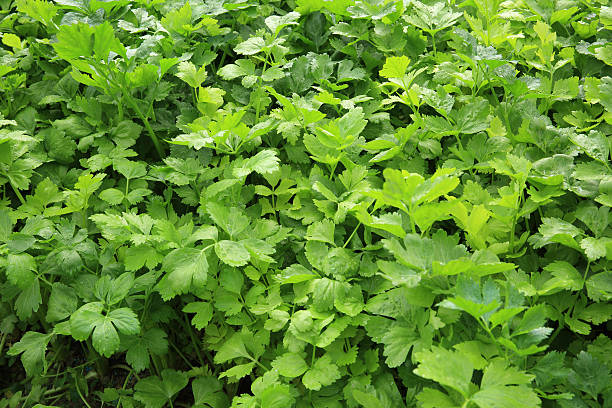 istock green celery in growth at vegetable garden 530000298