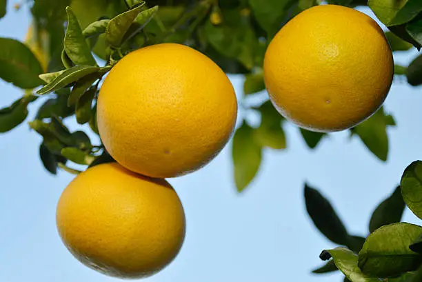 Photo of ripe grapefruit on the tree