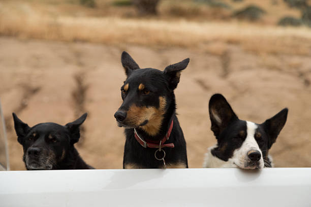 farm perros - perro adiestrado fotografías e imágenes de stock