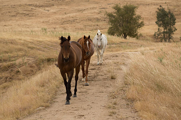 Three horses A photograph of three horses walking in single file on a very dry drought affected Australian farm. cowra stock pictures, royalty-free photos & images