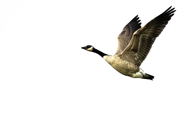 istock Canada Goose Flying on White Background with Wings Outstretched 530004507