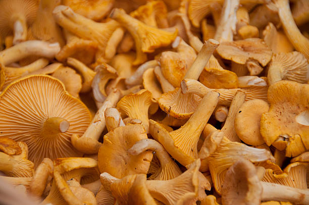 istock Chantarelles, edible fungi 530004559