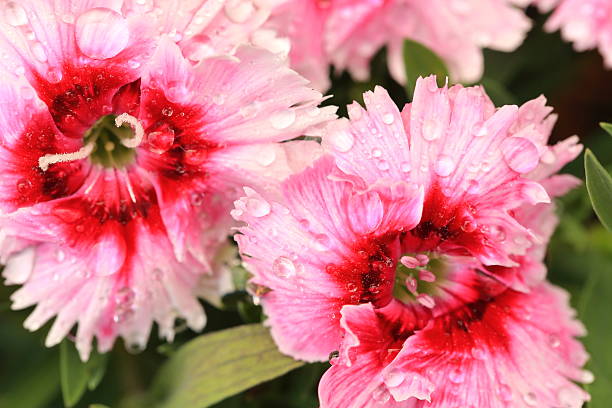Macro shot of moist red and pink claveline or diantus flowers
