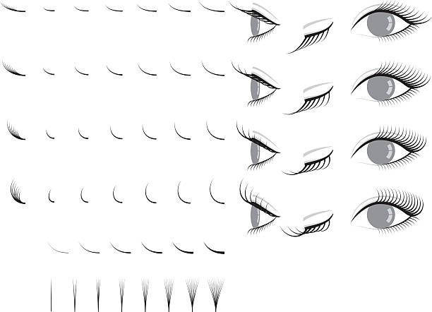 Eyelash extension. false eyelashes. Eyelash extension. false eyelashes. length stock illustrations