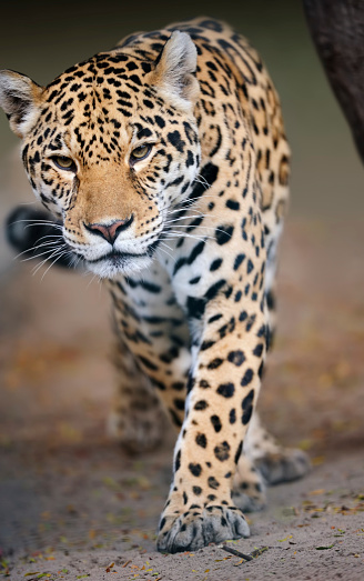 front-view of a running jaguar (Panthera onca)