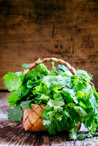 Fresh cilantro in a wicker basket, vintage wooden background
