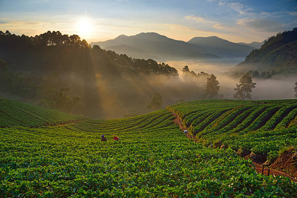 istock Beautiful Morning at a Strawberry Field 530006339