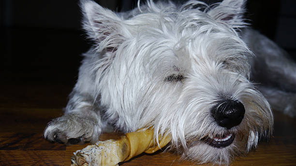 istock Dog sleeping with treat in mouth 530007018