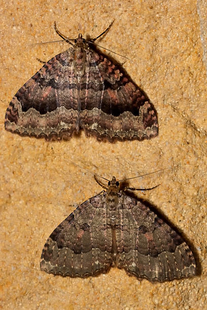 istock Tissue moths (Triphosa dubitata) over-wintering in cave 530007028