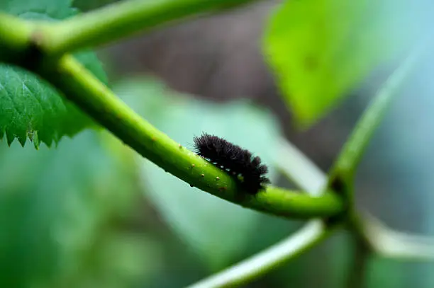 Picture of a caterpillar worm in the forest