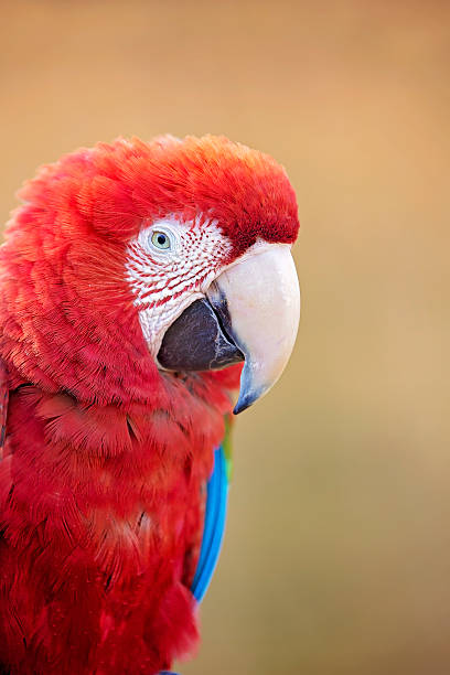 Beautiful red, white and blue parrot bird stock photo