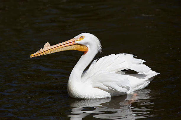 Beautiful White Pelican bird swimming stock photo