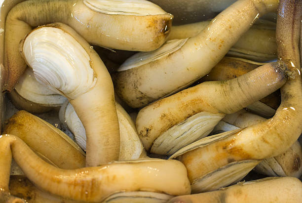 Geoduck: a Type of Saltwater Clam stock photo