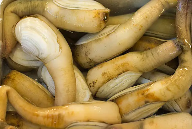 Geoduck, a type of edible saltwater clam, for sale at seafood market.