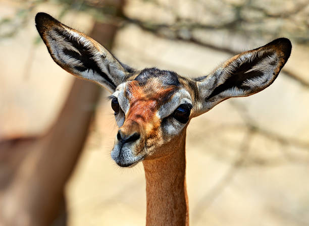 istock Gerenuks gazelle 530008045