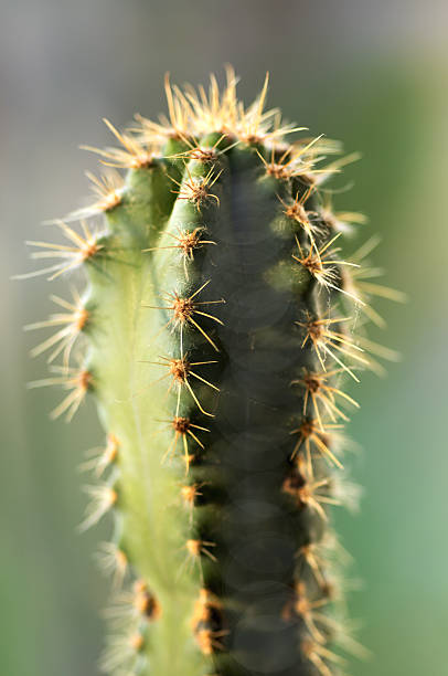 istock Detail of green cactus 530008563