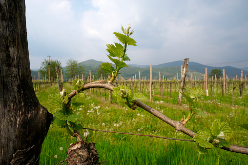 Rodengo (Bs),Franciacorta,Italy, some shoots of wine in april