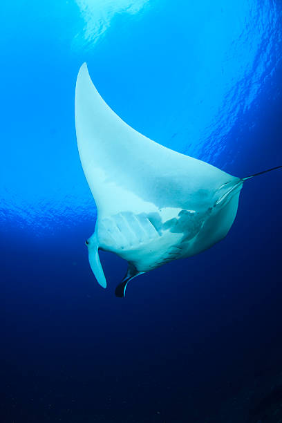 Manta Ray Stock Photo - Download Image Now - Animal Fin, Animal