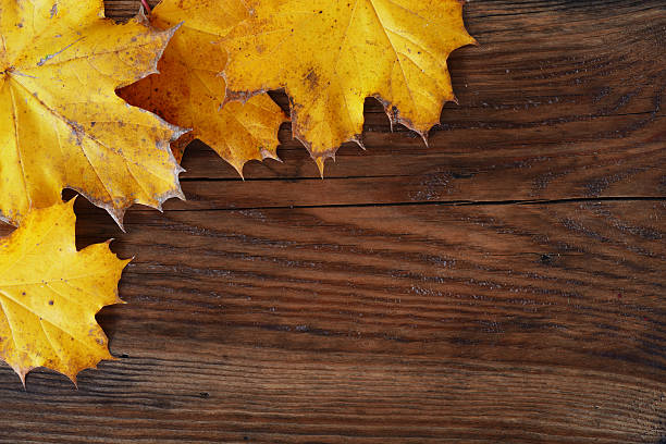 istock autumn background, maple leaves on a wooden board 530011033