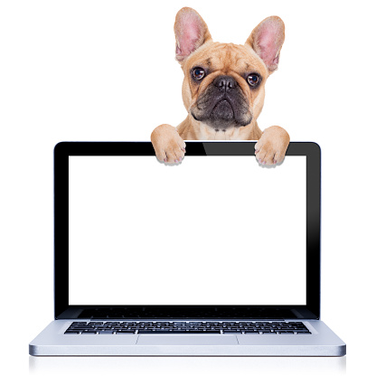fawn french bulldog dog  behind a laptop pc computer screen, isolated on white background