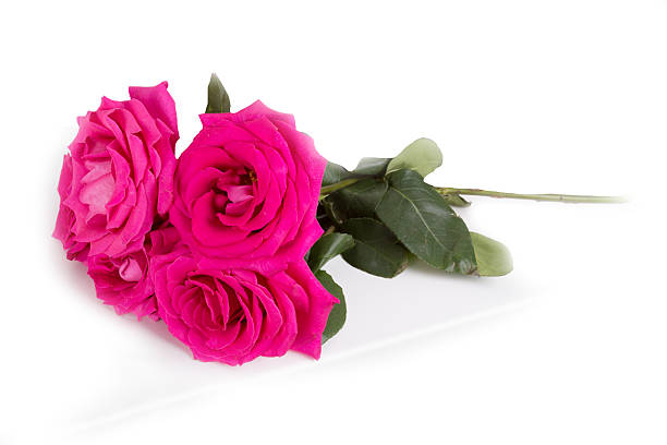 istock Big purple roses 530044083
