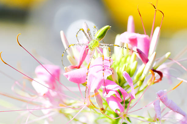 green spider on  purple spider flowers