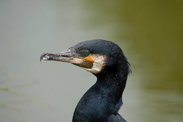 istock Portrait of a cormorant. 530044951