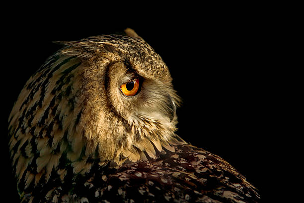 istock Portrait of a european eagle owl. 530044963