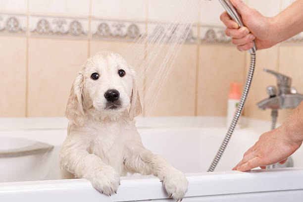 golden retriever puppy in shower stock photo