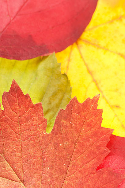 autumn leaves stock photo