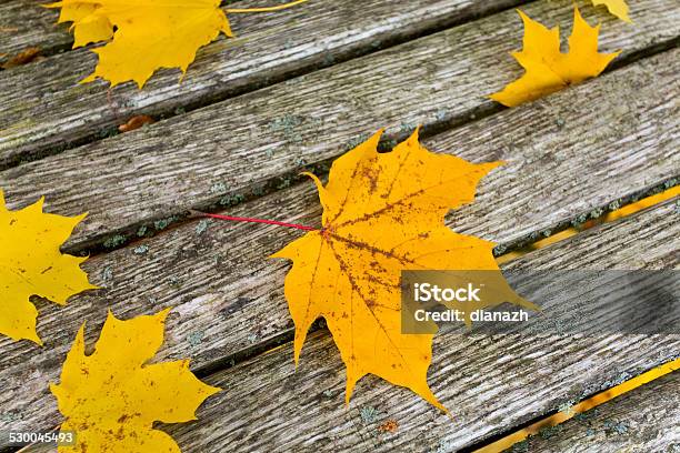 Maple Leafs On Wooden Bench Stock Photo - Download Image Now - Aging Process, Arrangement, Autumn