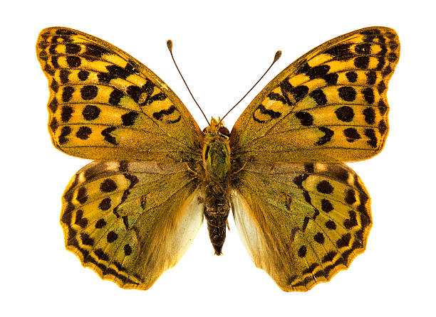 istock Niobe Fritillary butterfly 530046961