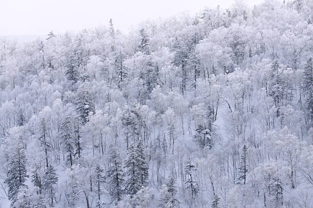 istock The Snow White Tree, Hokkaido, Japan 530047955
