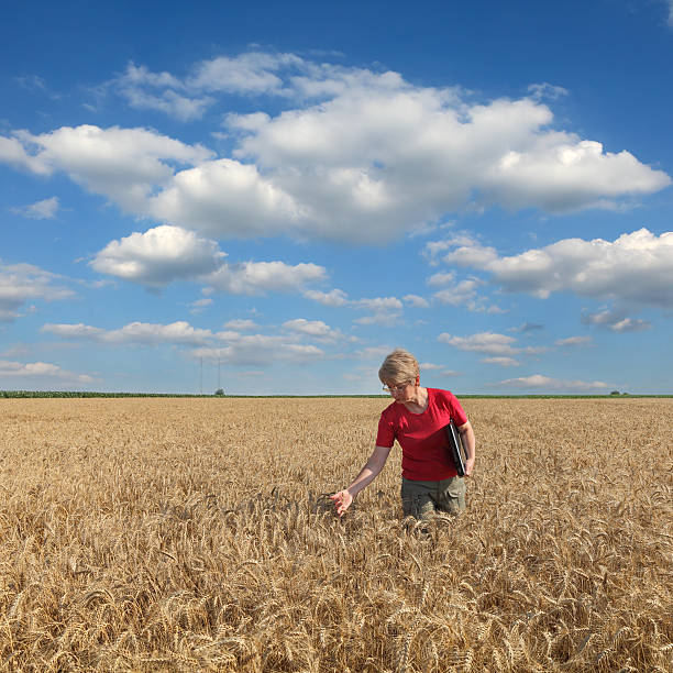 examiner l'agriculture, le champ de blé agronome - wheat cereal plant agriculture whole wheat photos et images de collection