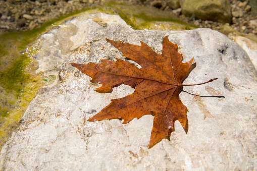 Red and wet leaf on top of stone near river