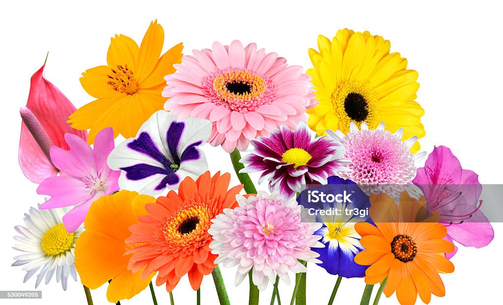 Ramo De Flores Colección De Varias Flores Aisladas Coloridas Foto de stock  y más banco de imágenes de Flor - iStock