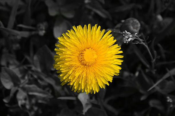istock Dandelion Yellow Flower - Flor Amarilla Diente de Leon 530049431