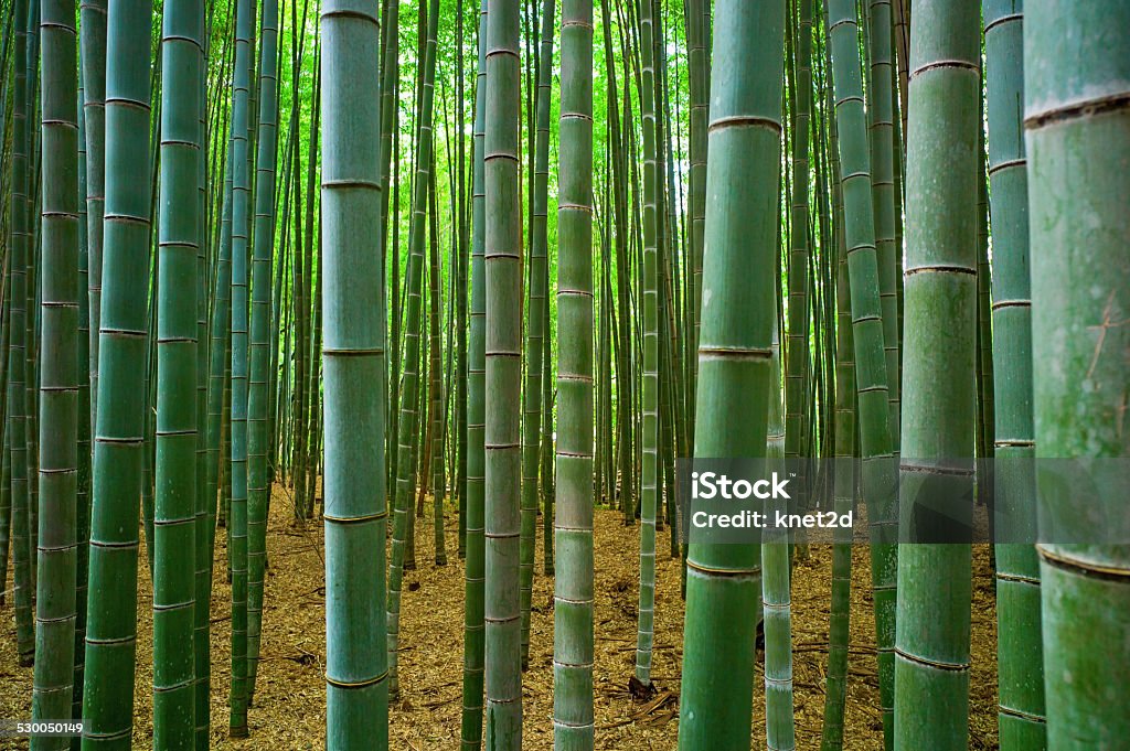 Bamboo forest Bambu forest in Kyoto, Japan Forest Stock Photo