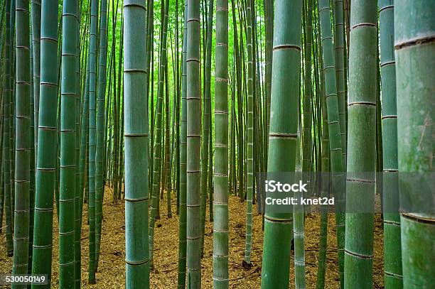 Bamboo Forest Stock Photo - Download Image Now - Forest, Thick, Japan