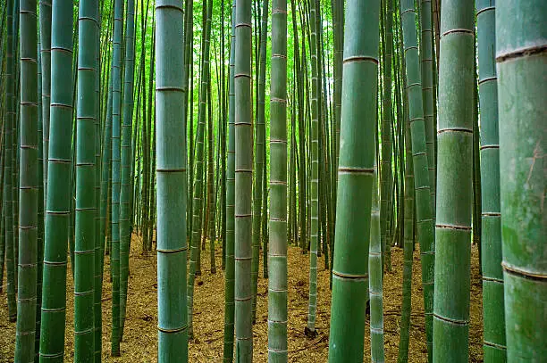 Photo of Bamboo forest