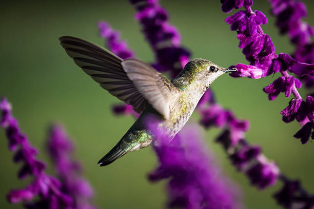 beija-flor voar em roxo flores, imagem a cores - bird hummingbird flying annas hummingbird imagens e fotografias de stock