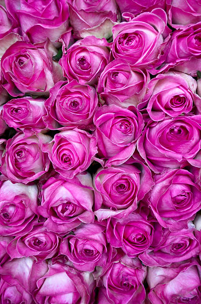 美しいヴァレンティーヌピンクのバラの花 - bed of roses celebration event beauty soft focus ストックフォトと画像