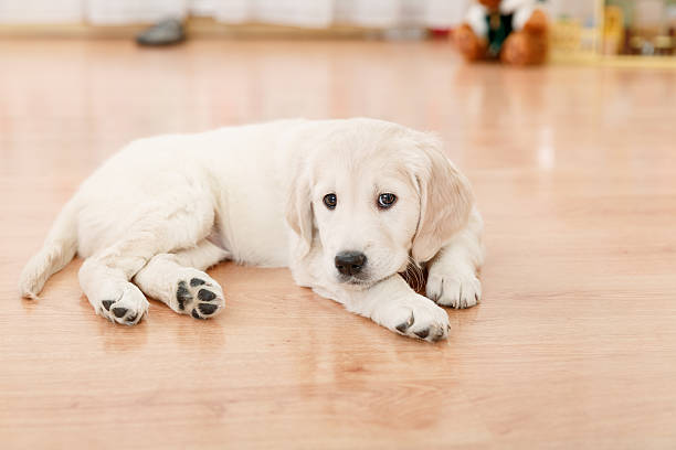 istock Golden retriever puppy 530083375