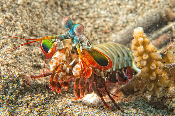 istock Mantis Lobster defending eggs in its nest 530084617