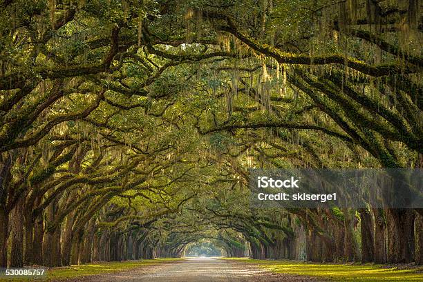 Wormsloe Plantation Oak Trees Stock Photo - Download Image Now - Georgia - US State, Savannah - Georgia, Awe