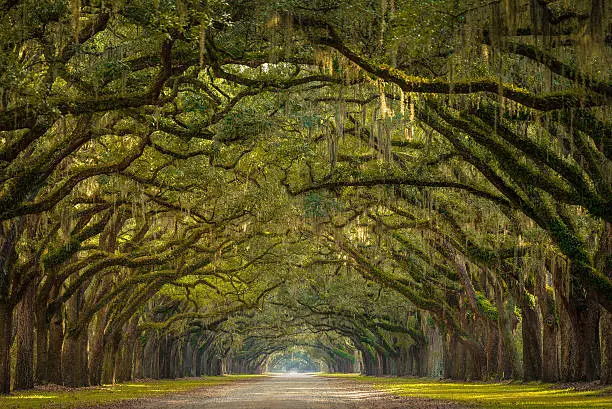 A stunning, long path lined with ancient live oak trees draped in spanish moss in the warm, late afternoon near Savannah, Georgia.