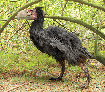 An illustration of Gastornis, an extinct genus of large flightless birds that lived during the late Paleocene and Eocene epochs of the Cenozoic era. They grew to a height of 6.6 feet.