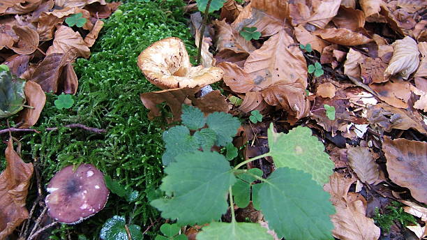 istock mushroom in forest with plants 530086261