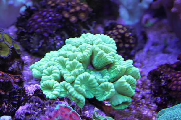istock Trumpet Coral 530086663