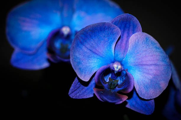 istock Blue and Purple Orchids 530086763